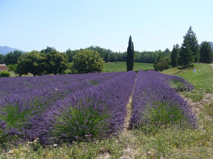  PACK DE 10 POCHONS DE FLEURS DE LAVANDIN 